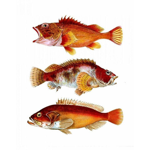 Orange Fish Trio Black Modern Wood Framed Art Print with Double Matting by Fab Funky