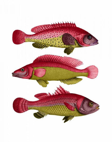 Red and Yellow Fantasy Fish Trio Black Ornate Wood Framed Art Print with Double Matting by Fab Funky