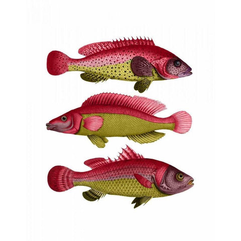 Red and Yellow Fantasy Fish Trio White Modern Wood Framed Art Print by Fab Funky