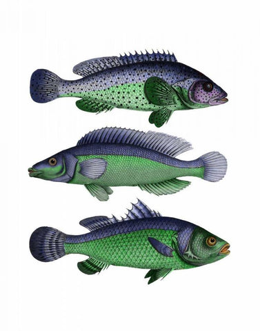 Blue and Green Fish Trio White Modern Wood Framed Art Print with Double Matting by Fab Funky