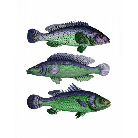 Blue and Green Fish Trio Black Modern Wood Framed Art Print with Double Matting by Fab Funky