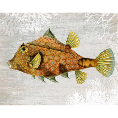 Gold Turret Fish Black Modern Wood Framed Art Print with Double Matting by Fab Funky