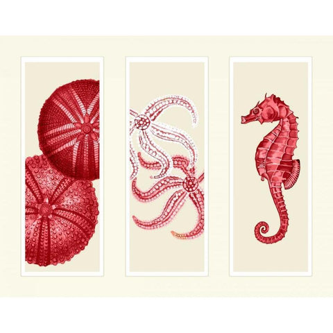 Three Panel Print Sea Urchin Starfish and Seahorse in Red Black Modern Wood Framed Art Print with Double Matting by Fab Funky