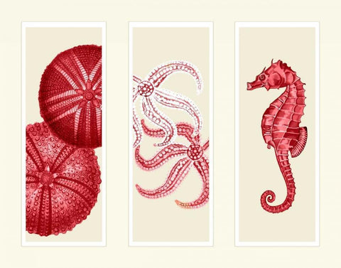 Three Panel Print Sea Urchin Starfish and Seahorse in Red White Modern Wood Framed Art Print with Double Matting by Fab Funky