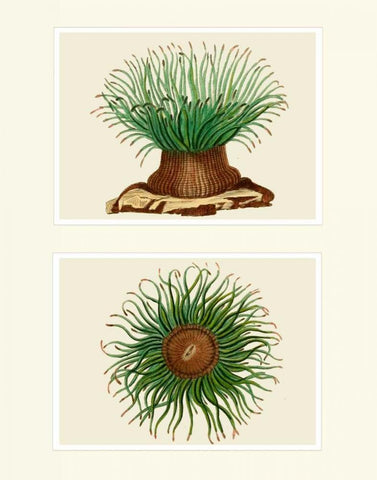 Green Sea Anemone on 2 panels Black Ornate Wood Framed Art Print with Double Matting by Fab Funky