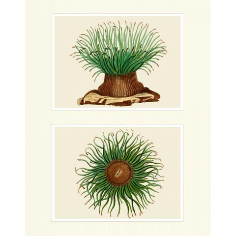 Green Sea Anemone on 2 panels Black Modern Wood Framed Art Print with Double Matting by Fab Funky