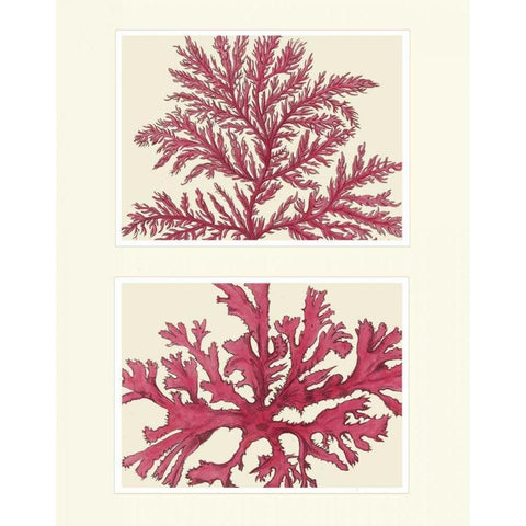 Pink Seaweed print on 2 Panels White Modern Wood Framed Art Print by Fab Funky