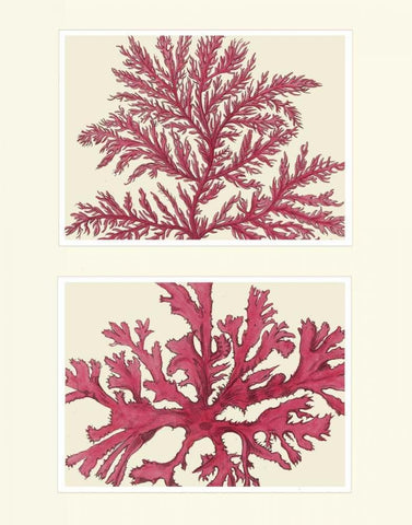 Pink Seaweed print on 2 Panels Black Ornate Wood Framed Art Print with Double Matting by Fab Funky