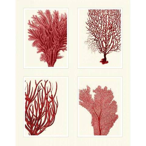 Red Coral Print on 4 Panels Black Modern Wood Framed Art Print with Double Matting by Fab Funky