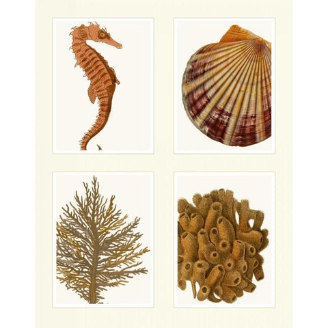 Seahorse coral and shell on 4 Panels White Modern Wood Framed Art Print by Fab Funky