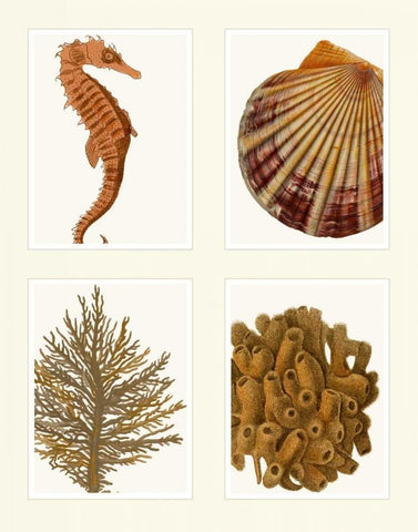 Seahorse coral and shell on 4 Panels White Modern Wood Framed Art Print with Double Matting by Fab Funky