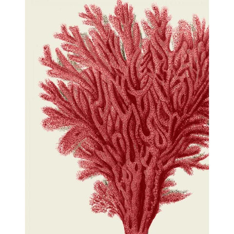 Red Corals 2 a White Modern Wood Framed Art Print by Fab Funky