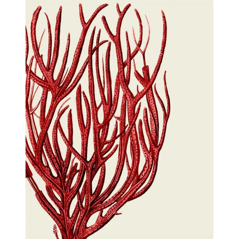 Red Corals 2 c White Modern Wood Framed Art Print by Fab Funky