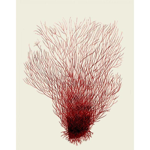 Red Corals 2 d White Modern Wood Framed Art Print by Fab Funky