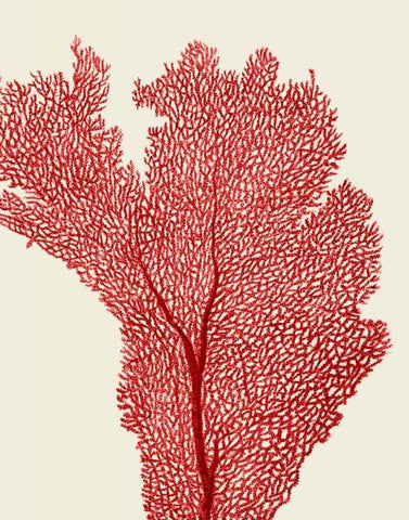 Red Corals 2 e White Modern Wood Framed Art Print with Double Matting by Fab Funky