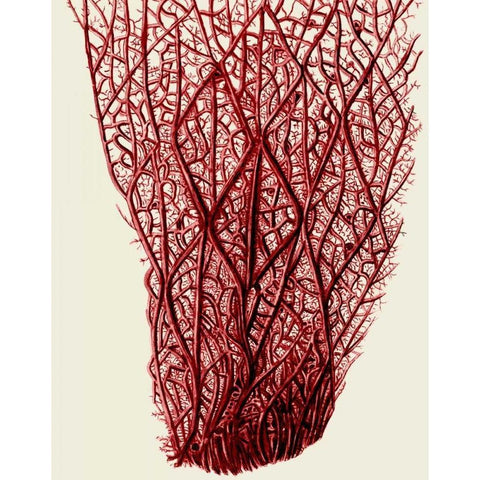 Red Corals 2 f White Modern Wood Framed Art Print by Fab Funky