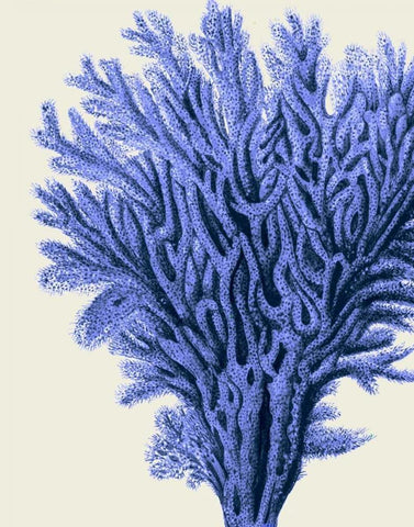 Blue Corals 2 a White Modern Wood Framed Art Print with Double Matting by Fab Funky