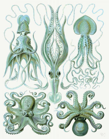 Turquoise Octopus and Squid b Black Ornate Wood Framed Art Print with Double Matting by Fab Funky