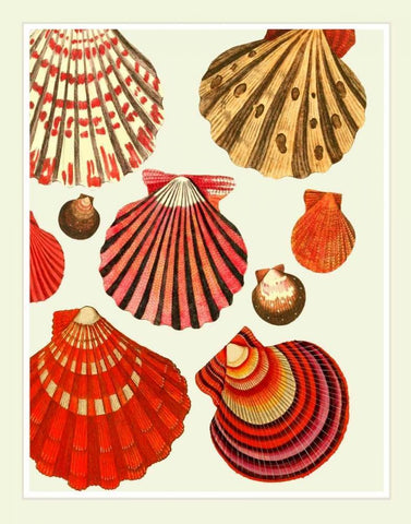 Red and Cream Clam Shells Black Ornate Wood Framed Art Print with Double Matting by Fab Funky