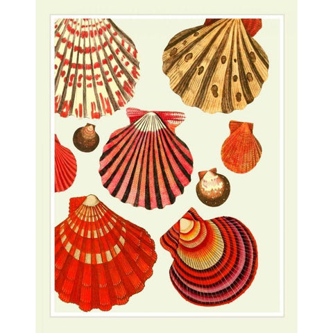 Red and Cream Clam Shells Black Modern Wood Framed Art Print with Double Matting by Fab Funky