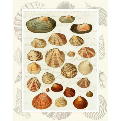 Shells on Vintage Script White Modern Wood Framed Art Print by Fab Funky