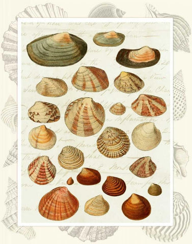 Shells on Vintage Script Black Ornate Wood Framed Art Print with Double Matting by Fab Funky