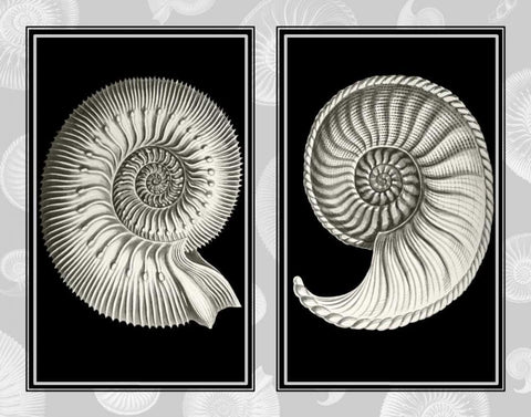 Nautilus Shells On Black Black Ornate Wood Framed Art Print with Double Matting by Fab Funky