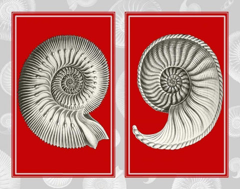 Nautilus Shells On Red White Modern Wood Framed Art Print with Double Matting by Fab Funky