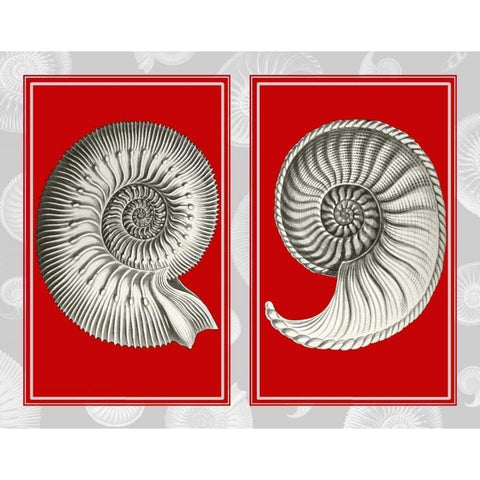 Nautilus Shells On Red Black Modern Wood Framed Art Print with Double Matting by Fab Funky