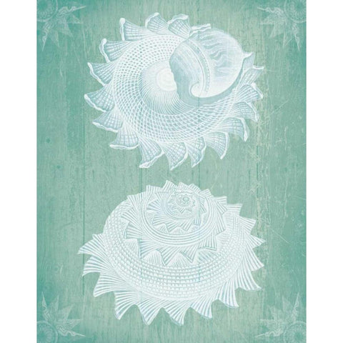 Shells White on Turquoise Black Modern Wood Framed Art Print with Double Matting by Fab Funky