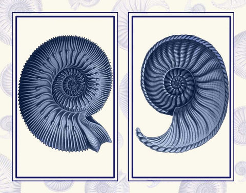 Nautilus Shells Indigo Blue White Modern Wood Framed Art Print with Double Matting by Fab Funky