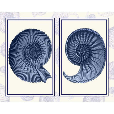 Nautilus Shells Indigo Blue Black Modern Wood Framed Art Print with Double Matting by Fab Funky