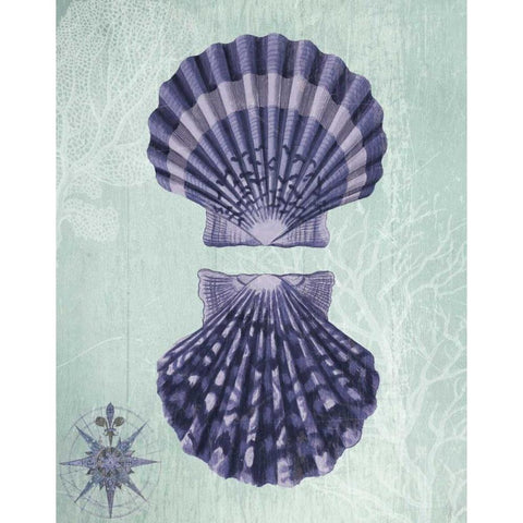 Seashell Collection 2 a Black Modern Wood Framed Art Print with Double Matting by Fab Funky