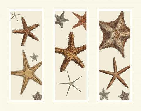 Starfish Print on 3 Panels Black Ornate Wood Framed Art Print with Double Matting by Fab Funky