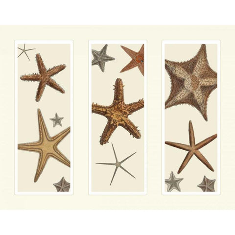 Starfish Print on 3 Panels Black Modern Wood Framed Art Print with Double Matting by Fab Funky