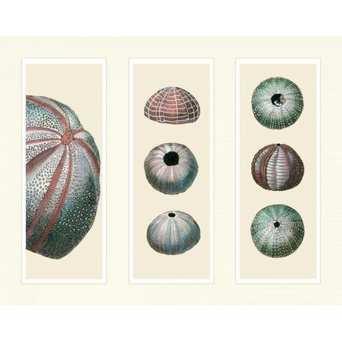 Sea Urchins on 3 Panels Gold Ornate Wood Framed Art Print with Double Matting by Fab Funky