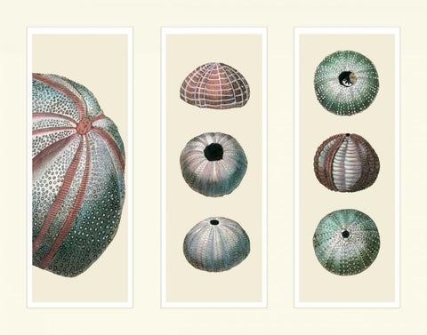 Sea Urchins on 3 Panels Black Ornate Wood Framed Art Print with Double Matting by Fab Funky