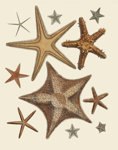 Starfish Collection 1 White Modern Wood Framed Art Print with Double Matting by Fab Funky