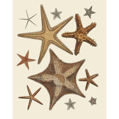 Starfish Collection 1 White Modern Wood Framed Art Print by Fab Funky