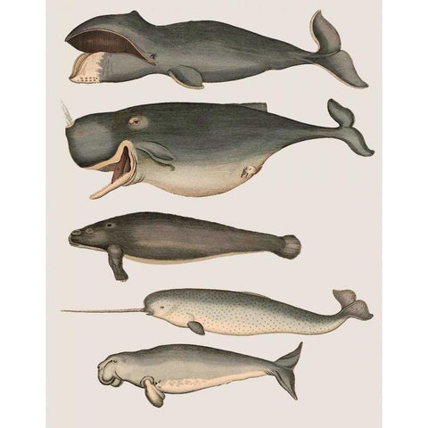 Five Vintage Whales Gold Ornate Wood Framed Art Print with Double Matting by Fab Funky