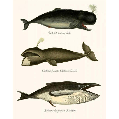 Trio of Vintage Whales Black Modern Wood Framed Art Print with Double Matting by Fab Funky