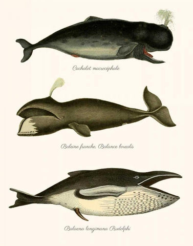 Trio of Vintage Whales White Modern Wood Framed Art Print with Double Matting by Fab Funky