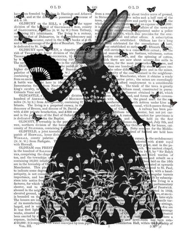 Black Rabbit Black Ornate Wood Framed Art Print with Double Matting by Fab Funky