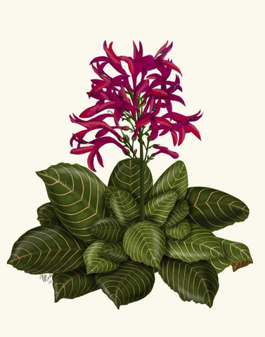 Tropical Flower 1 White Modern Wood Framed Art Print with Double Matting by Fab Funky