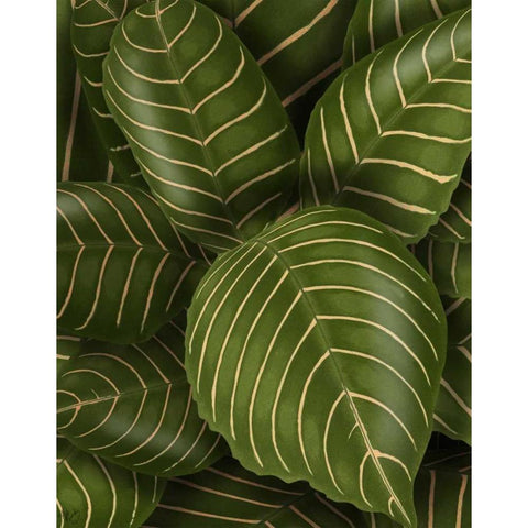 Aphelandri Leopoldi White Modern Wood Framed Art Print by Fab Funky