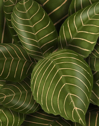 Aphelandri Leopoldi Black Ornate Wood Framed Art Print with Double Matting by Fab Funky