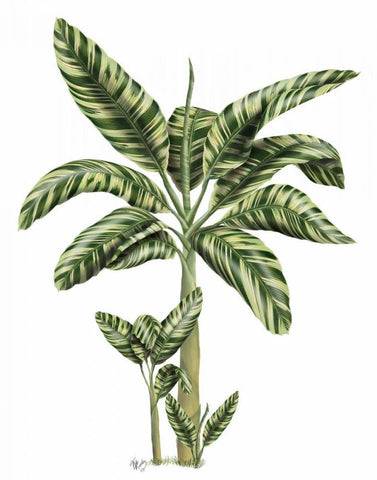 Banana Tree 2 White Modern Wood Framed Art Print with Double Matting by Fab Funky