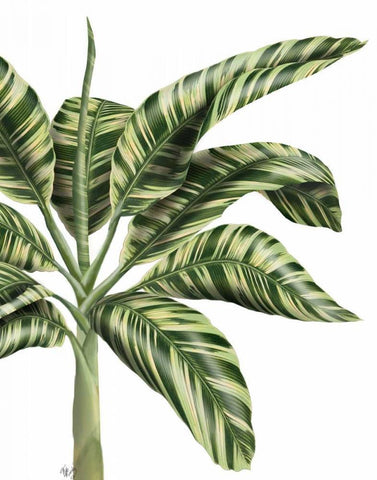 Banana Tree 3, Green White Modern Wood Framed Art Print with Double Matting by Fab Funky