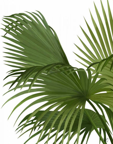 Fan Palm 2, Green on White Black Ornate Wood Framed Art Print with Double Matting by Fab Funky