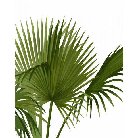 Fan Palm 1, Green on White White Modern Wood Framed Art Print by Fab Funky